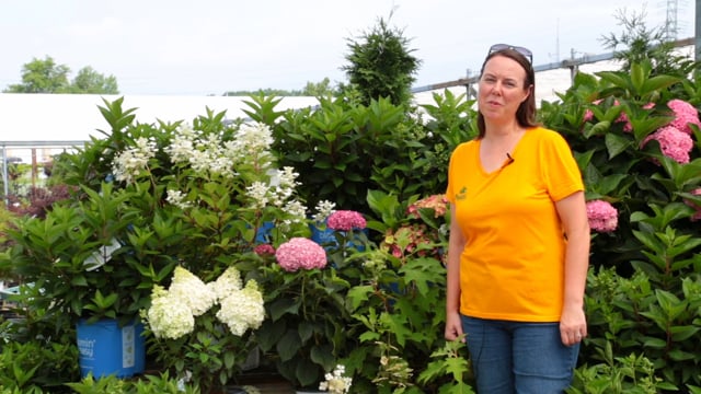 Hydrangea Care Tips