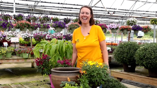 Early Fall Container Gardening