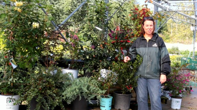 Attracting Birds With Berries for Fall and Winter