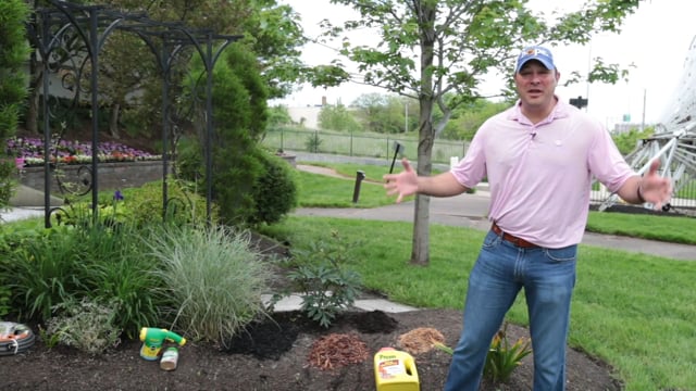 Mulching and Watering Tips