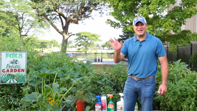 Garden Update and Mid-Summer Pruning Pruning