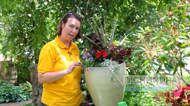 Summer Shade Containers