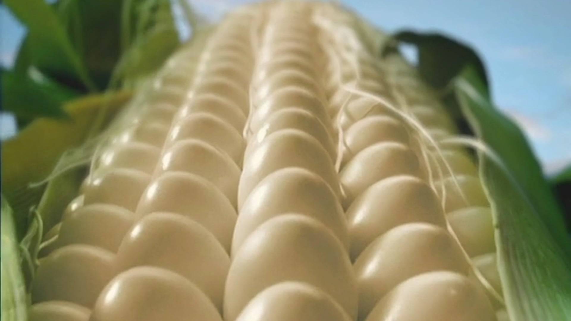Avi Karpick-Corn, Nasha Rjaba