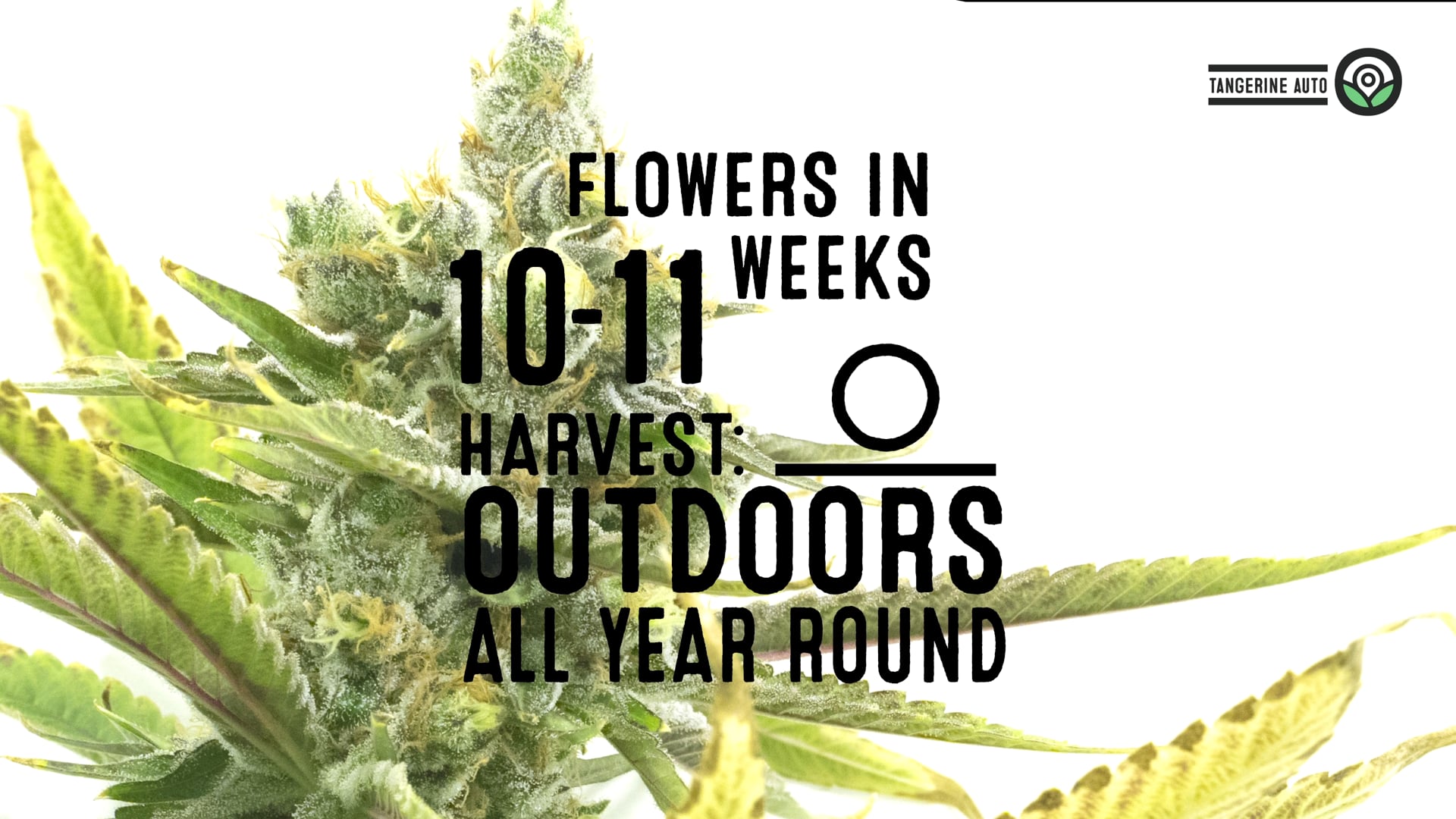 Tangerine Autoflower Cannabis Seeds