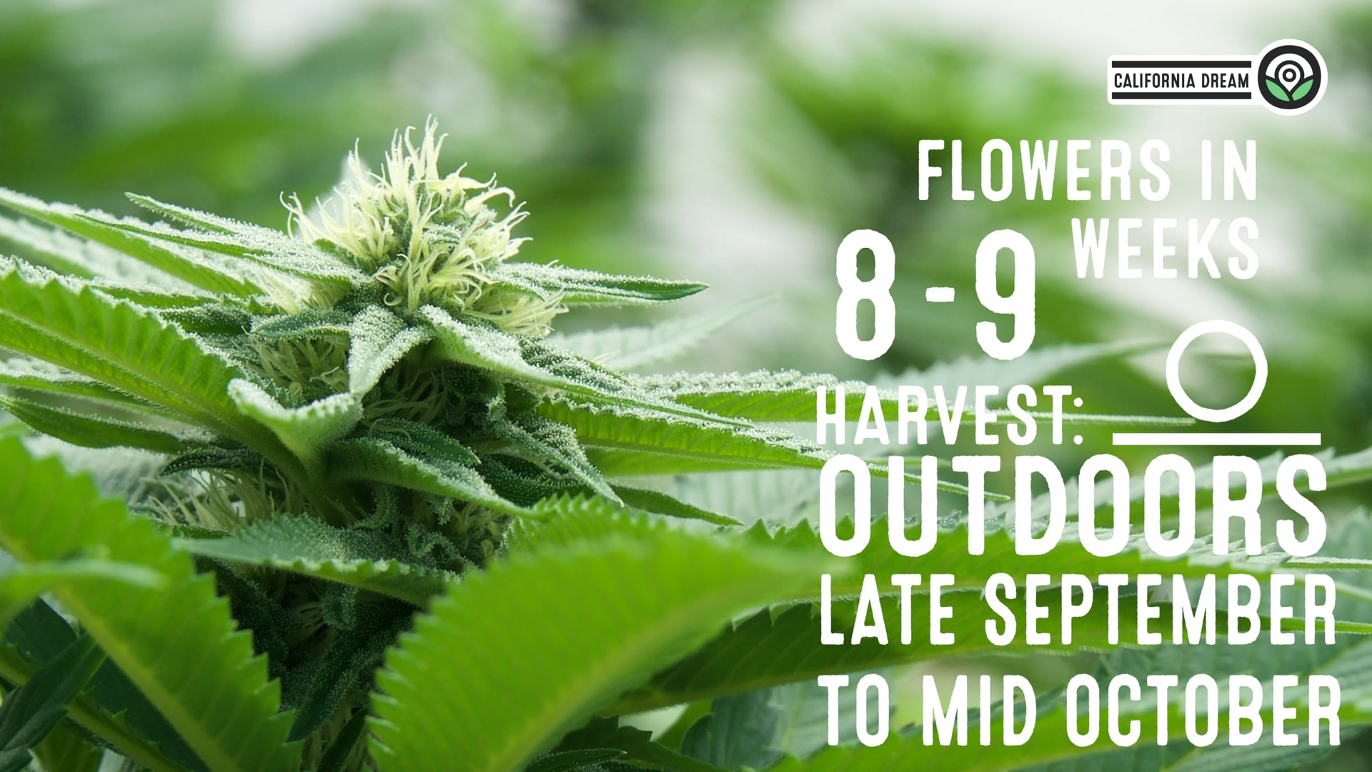 California Dream Feminized Cannabis Seeds