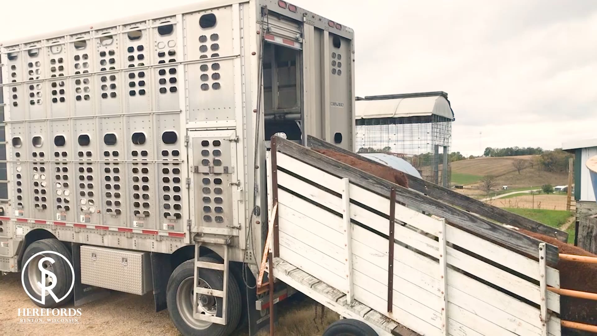 SandRock Ranch Herefords - Fat Cattle Program