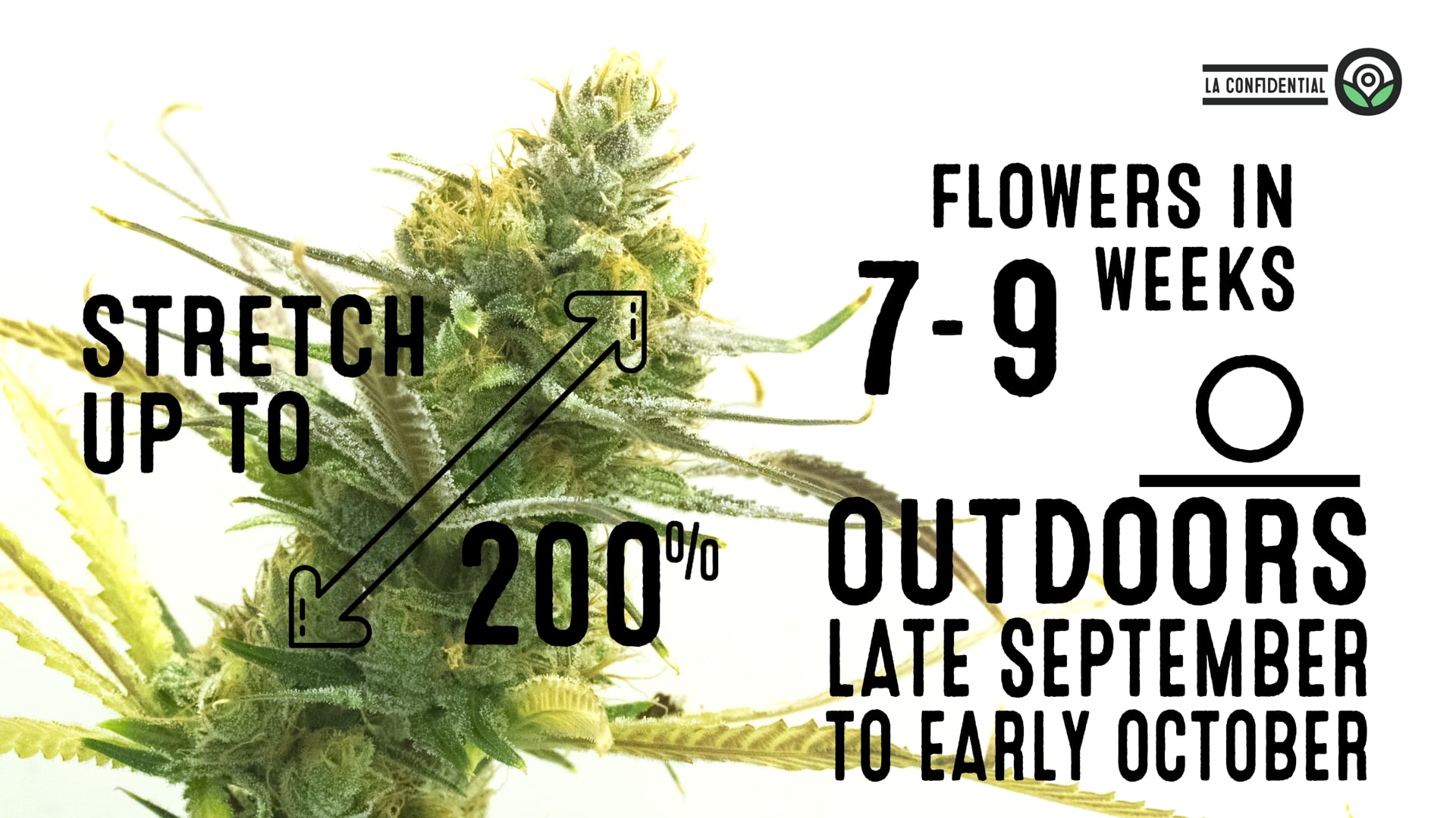 LA Confidential Feminized Cannabis Seeds