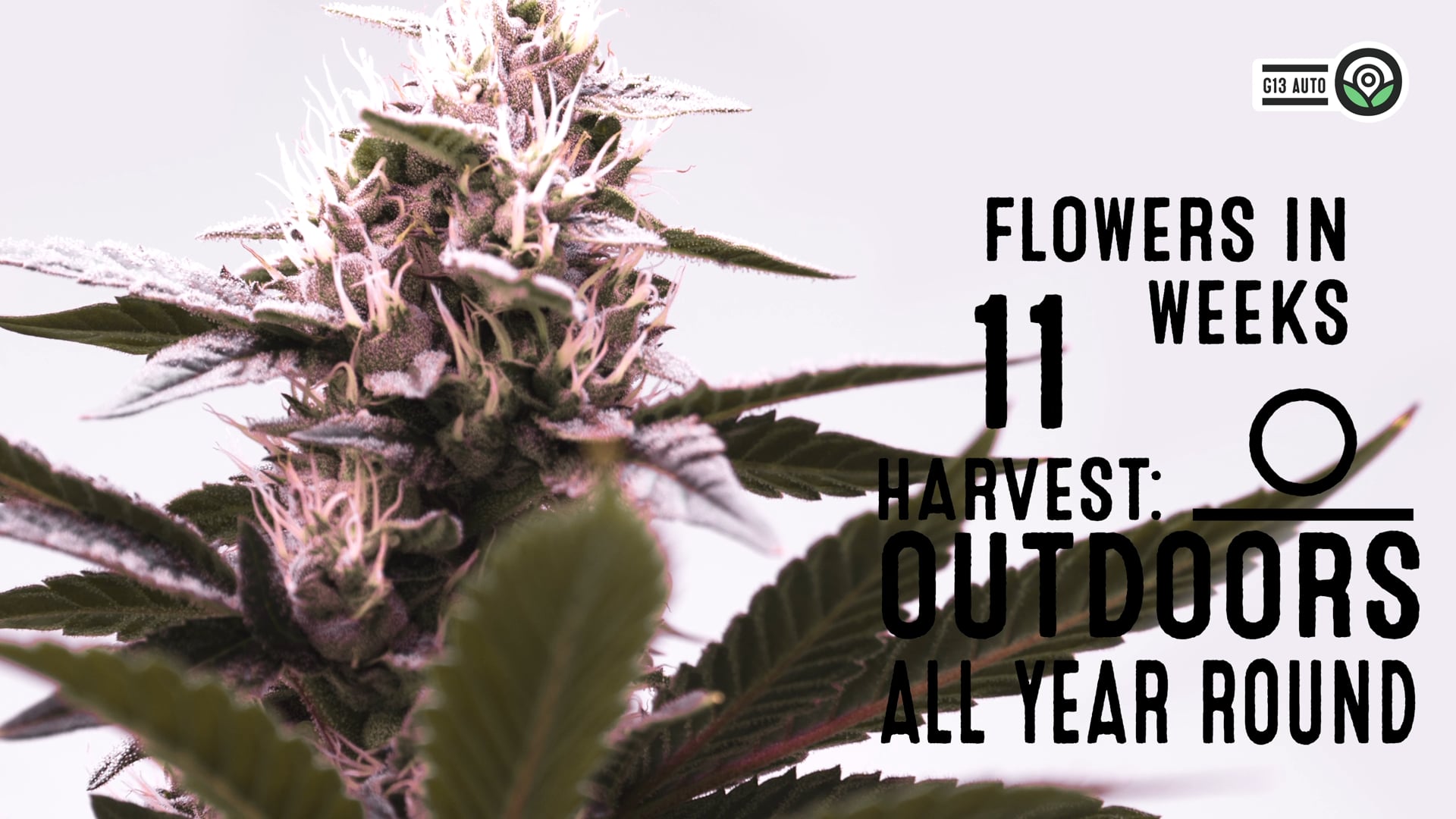 G13 Autoflower Cannabis Seeds