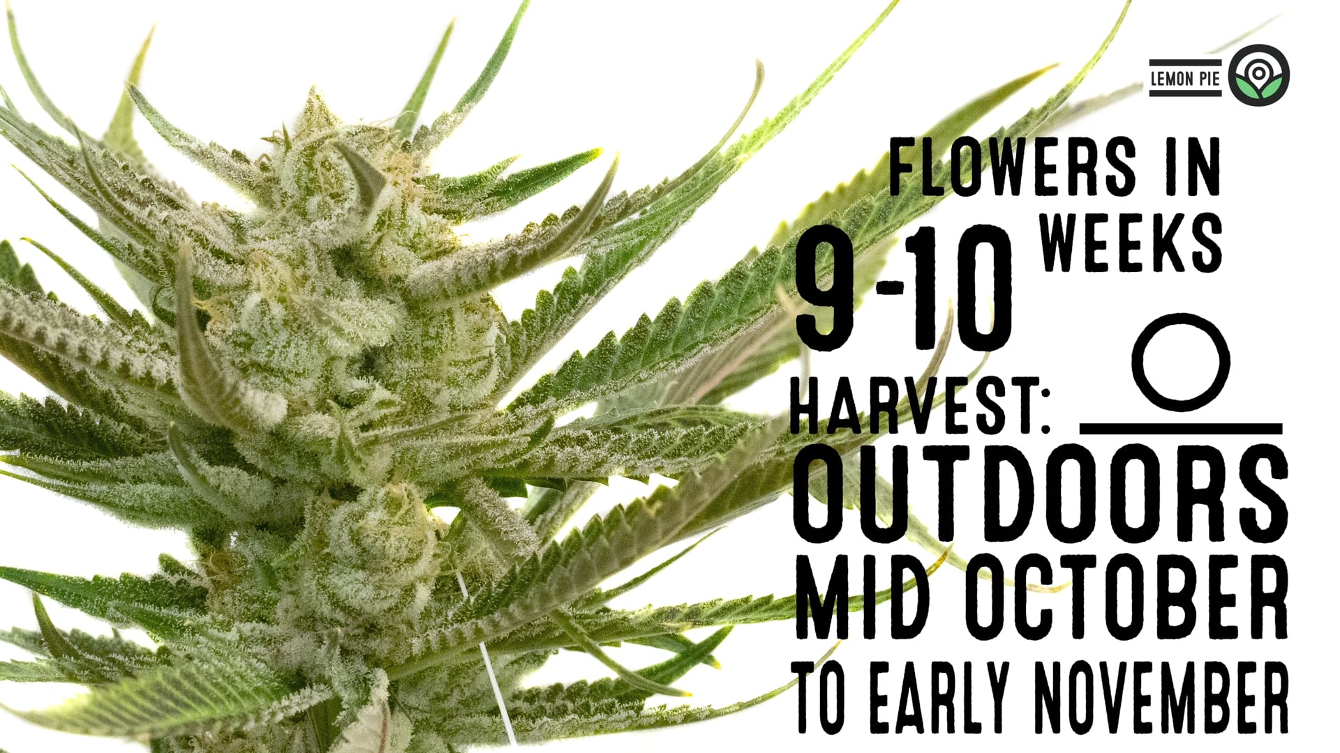 Lemon Pie Regular Cannabis Seeds