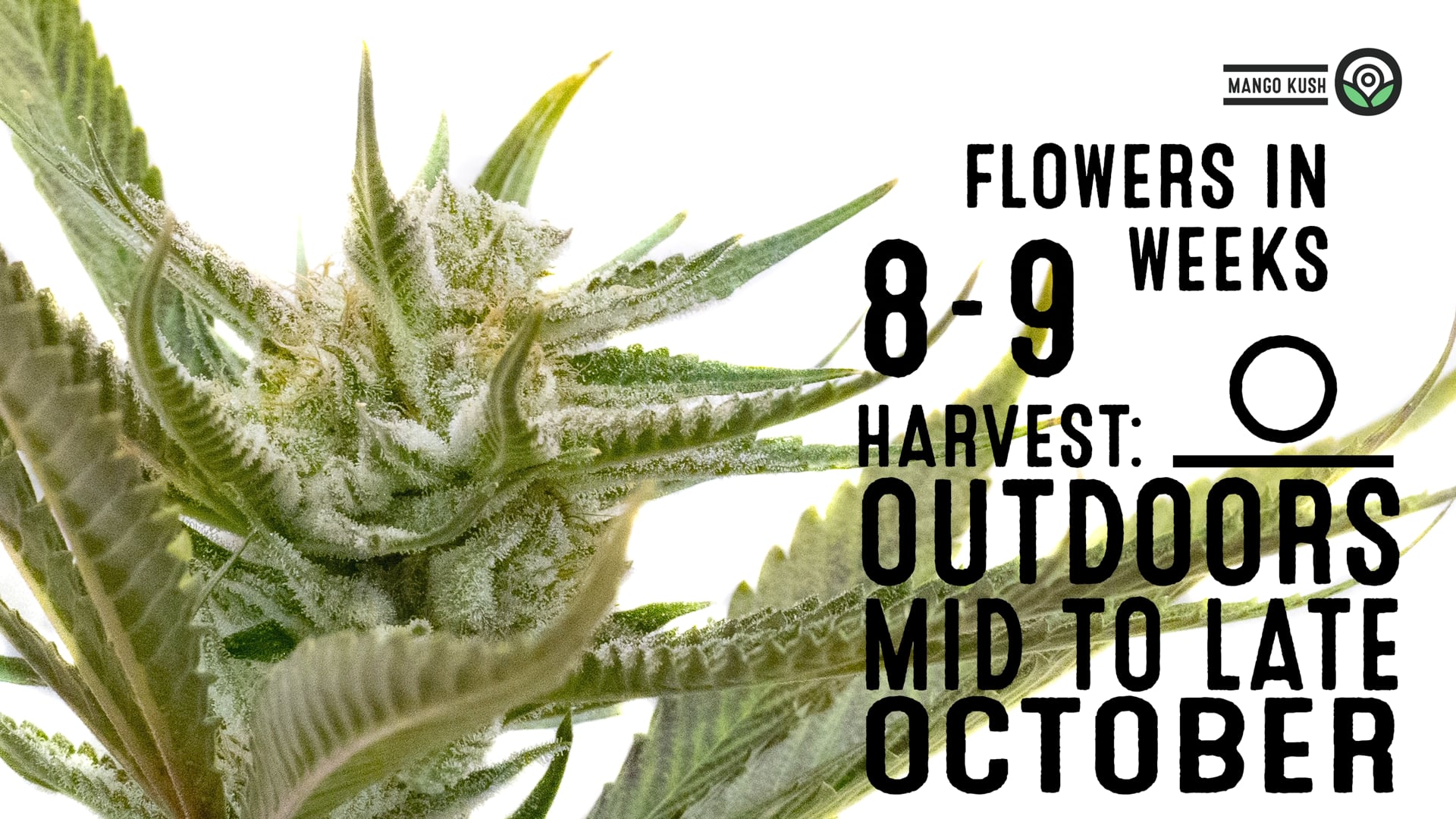 Mango Kush Feminized Cannabis Seeds