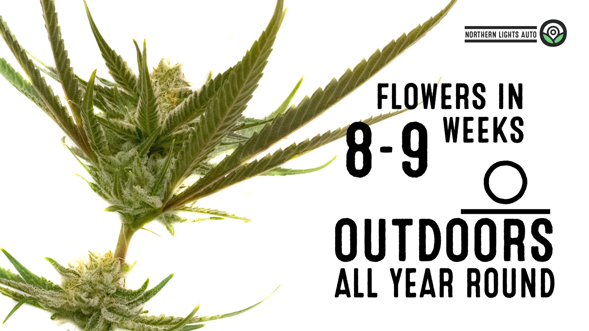 Northern Lights Autoflower Cannabis Seeds