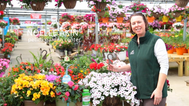 Hanging Baskets