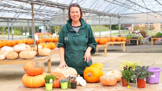 Decorative Pumpkin Planters