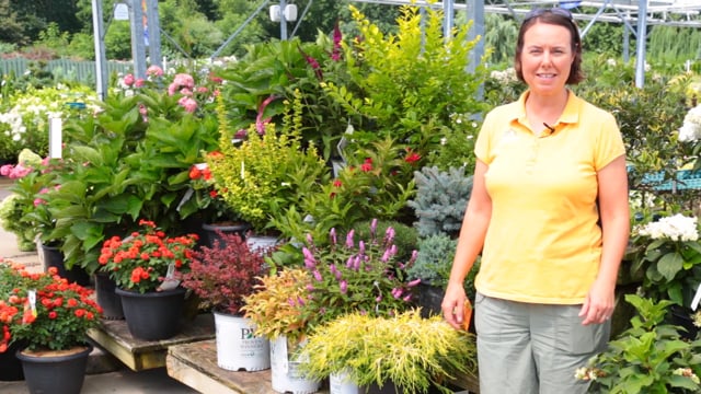 Deer Resistant Shrubs