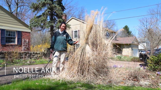 Trimming Ornamental Grasses