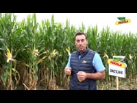 Características de la variedad DKC5144