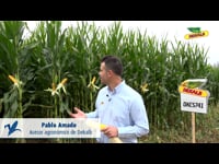 Características de la variedad DKC5741