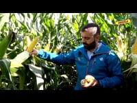 Características de la variedad DKC4621