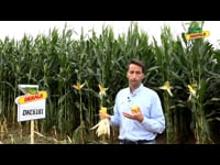 Características de la variedad DKC6181