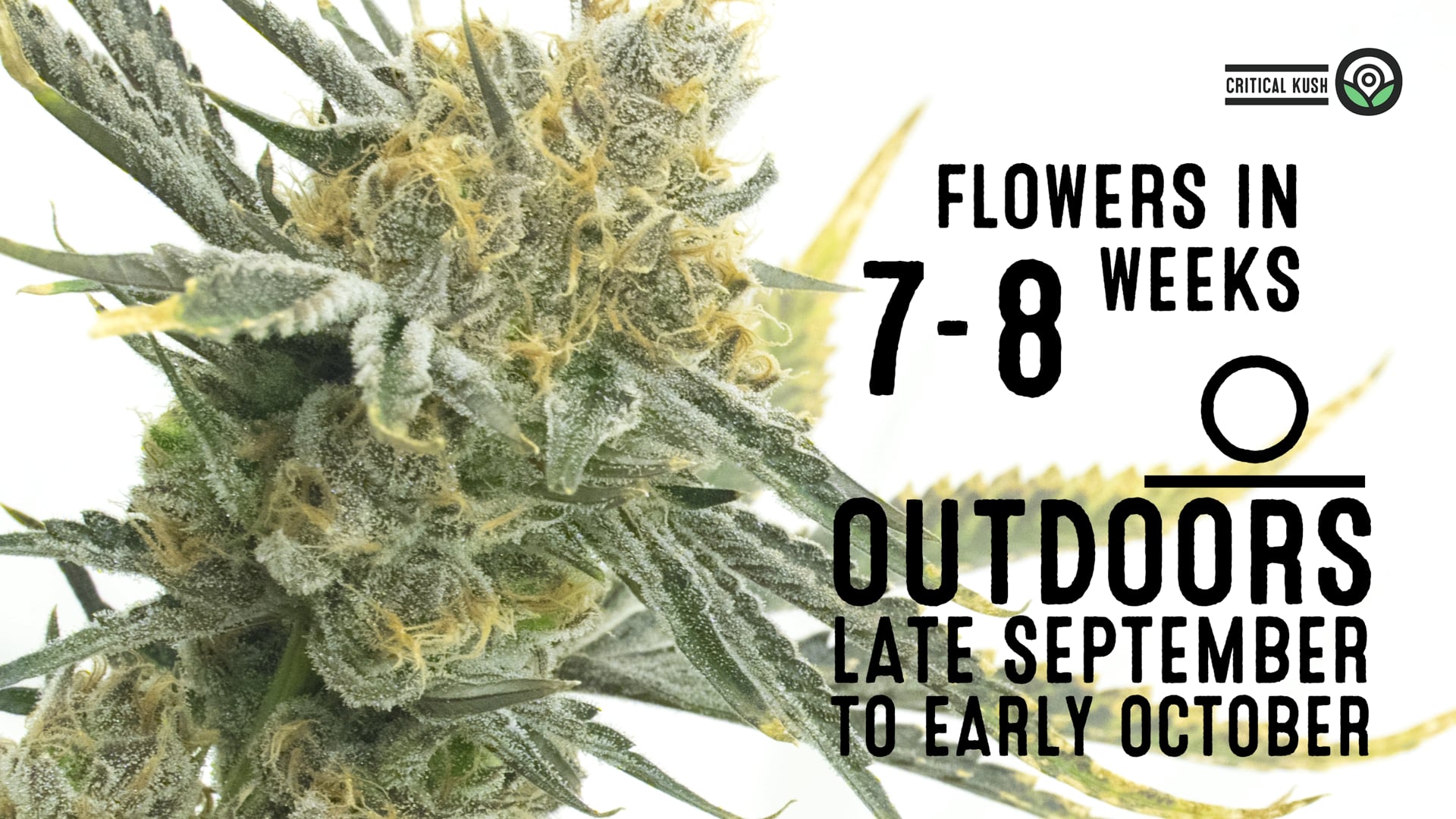 Critical Kush Feminized Cannabis Seeds