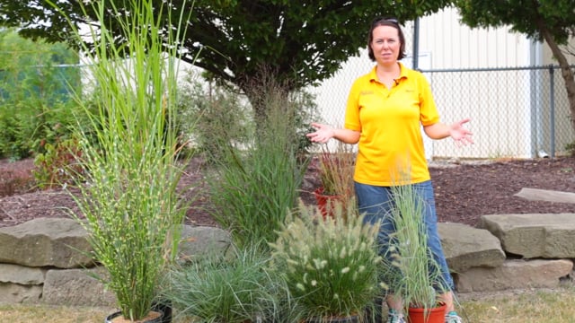 Ornamental Grasses