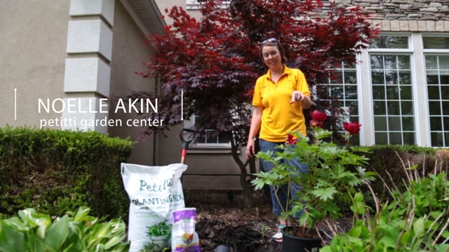 How to Plant Peonies