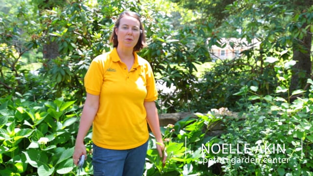 How to Prune Peonies