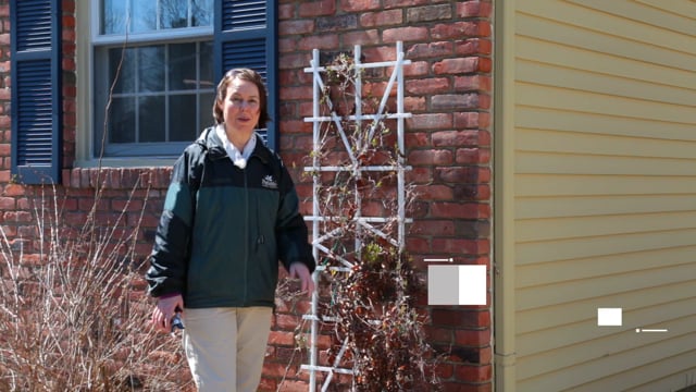 How to Prune Clematis