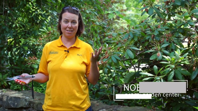 How to Prune Rhododendron