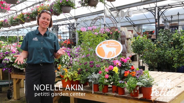Deer Resistant Annuals