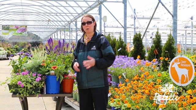 Deer Resistant Perennials