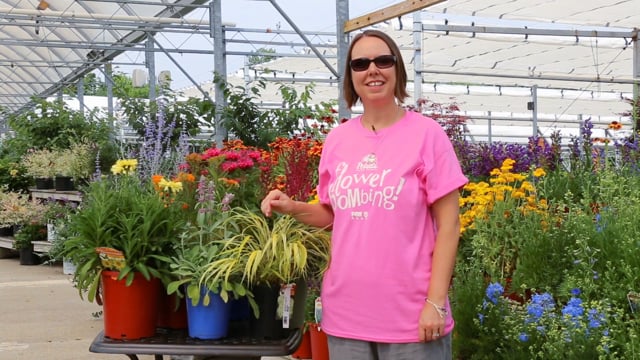 Deer Resistant Perennials Part 2