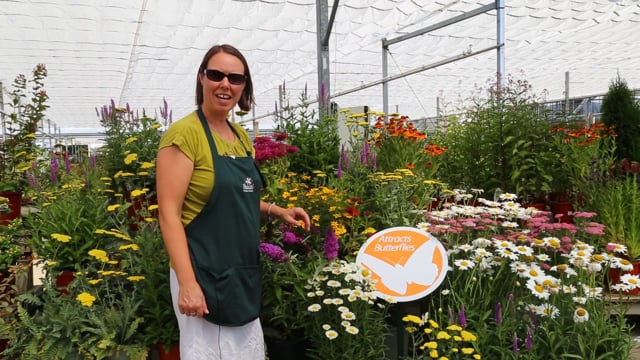 How to Attract Pollinators