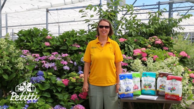Panicle and Macrophylla Hydrangea Fertilizing Care Tips