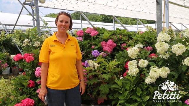 How to Cut Hydrangea Blooms for Vases and Dried Flowers