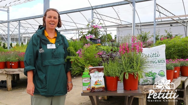 Perennial Basics