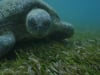 Green turtle sequence