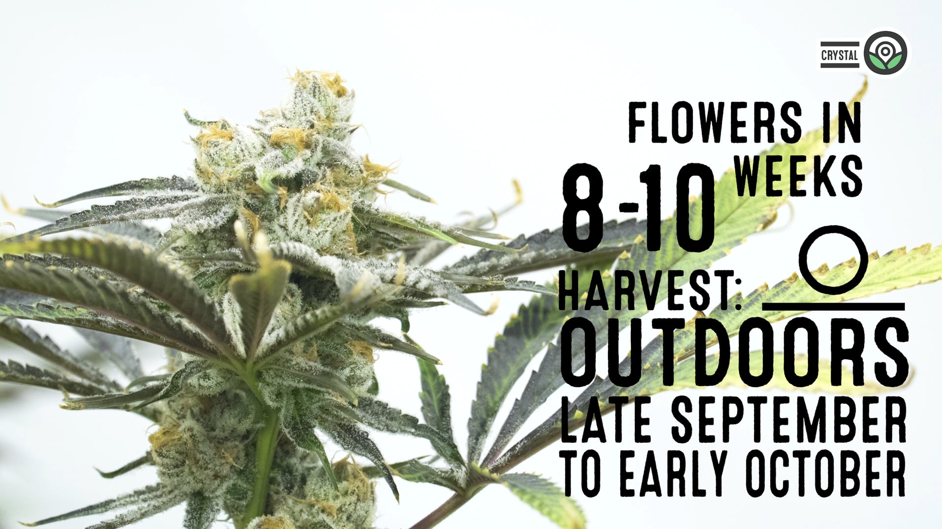 Crystal Feminized Cannabis Seeds