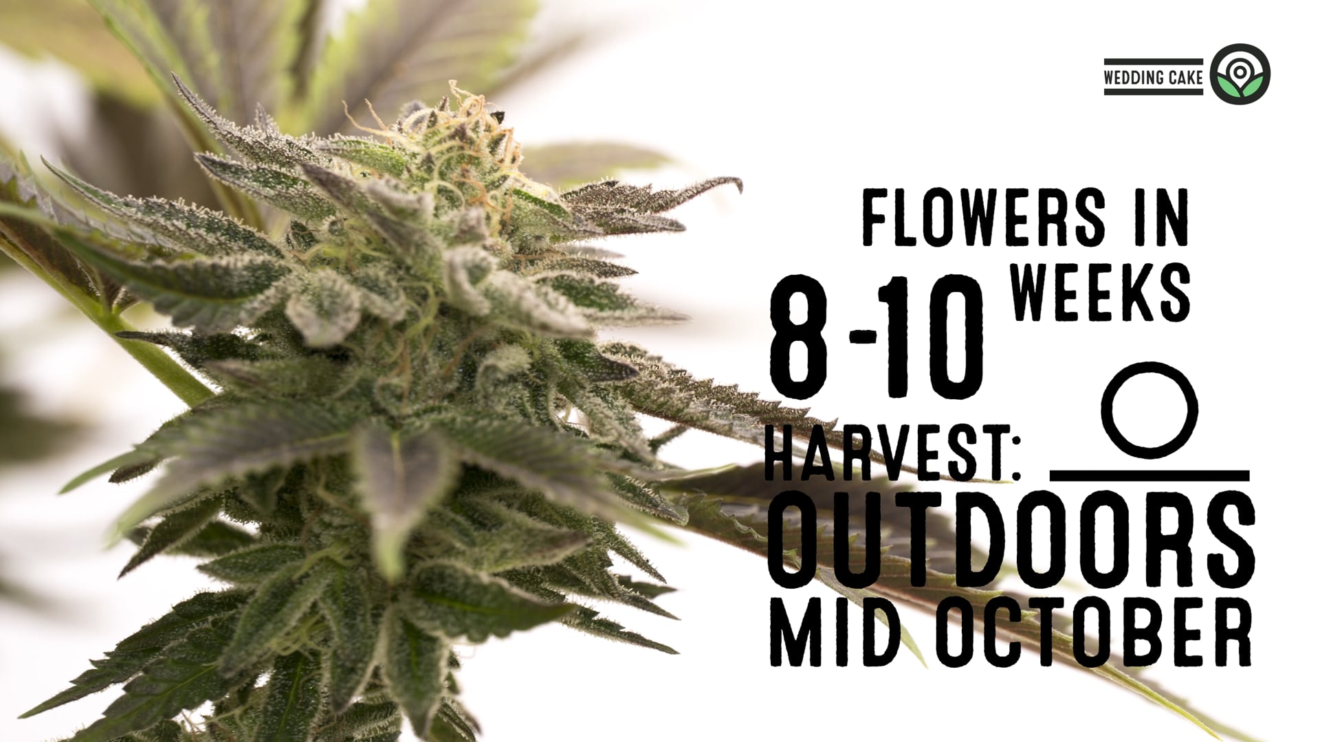 Wedding Cake Feminized Cannabis Seeds