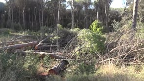 Franja forestal de prevenció contra incendis