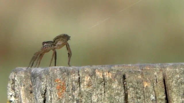 How do jumping spiders make a perfect landing? Watch and learn