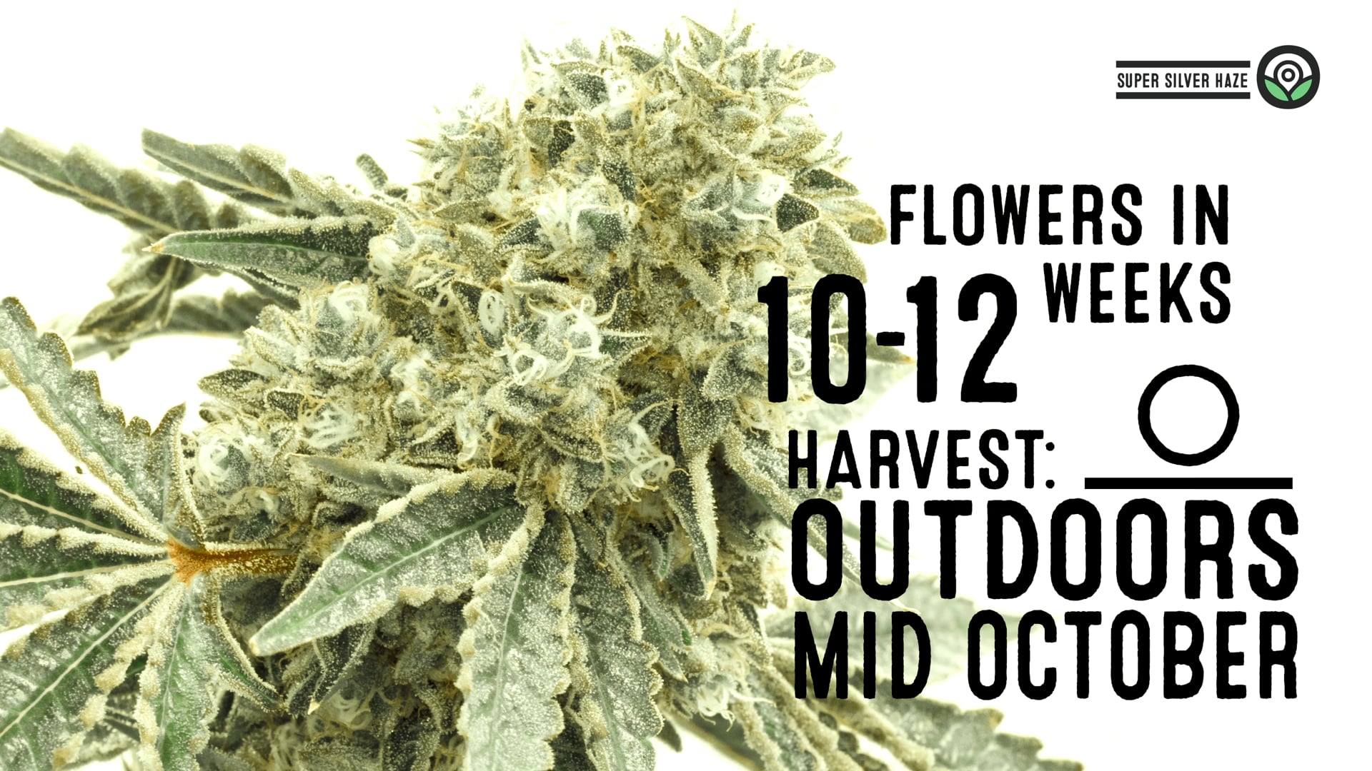 Super Silver Haze Feminized Cannabis Seeds