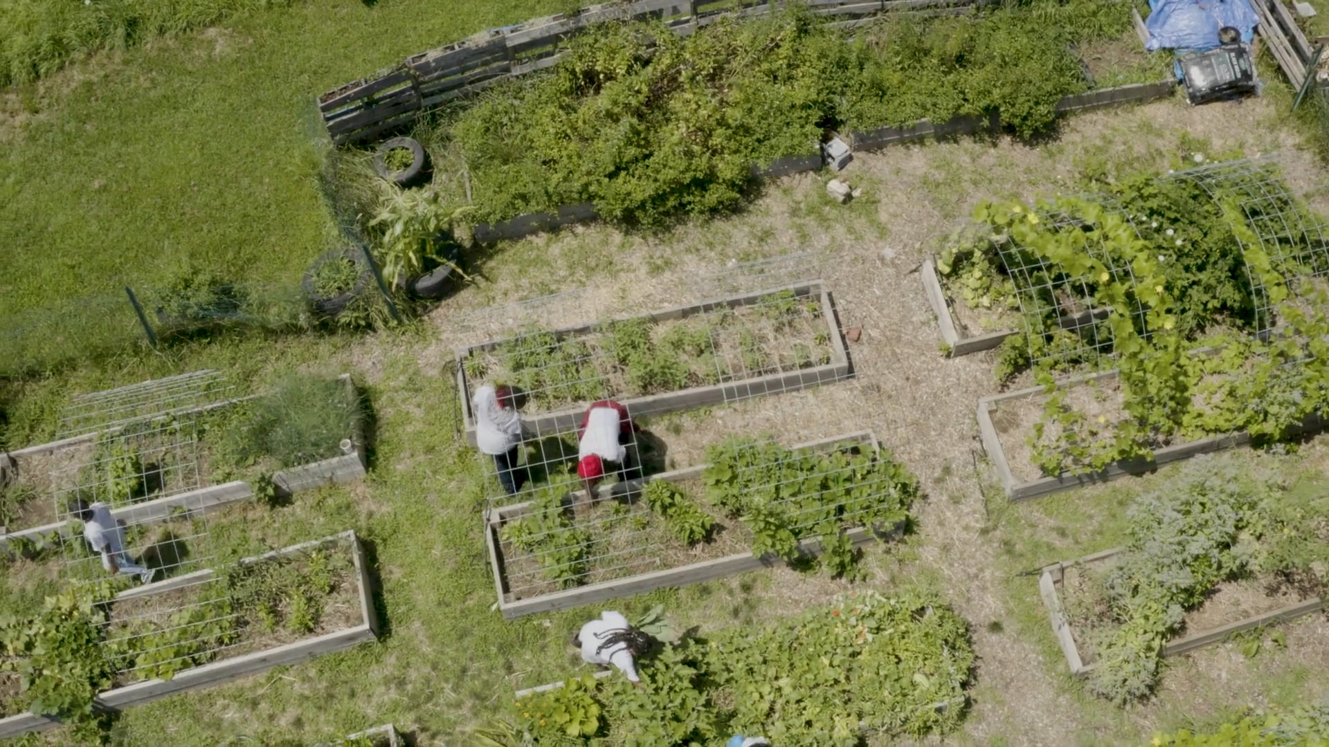 A Look Into Sankofa Village Community Garden