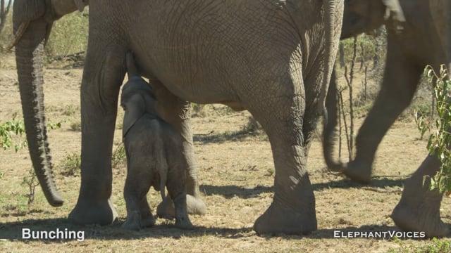 Bunching. Context: Calf Reassurance & Protection (2)