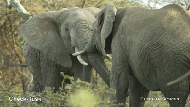 Check-Tusk. Context: Social Play (2)