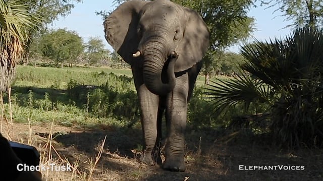 Check-Tusk. Context: Ambivalent (2)