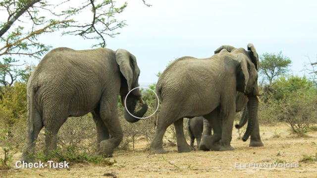 Check-Tusk. Context: Aggressive (1)
