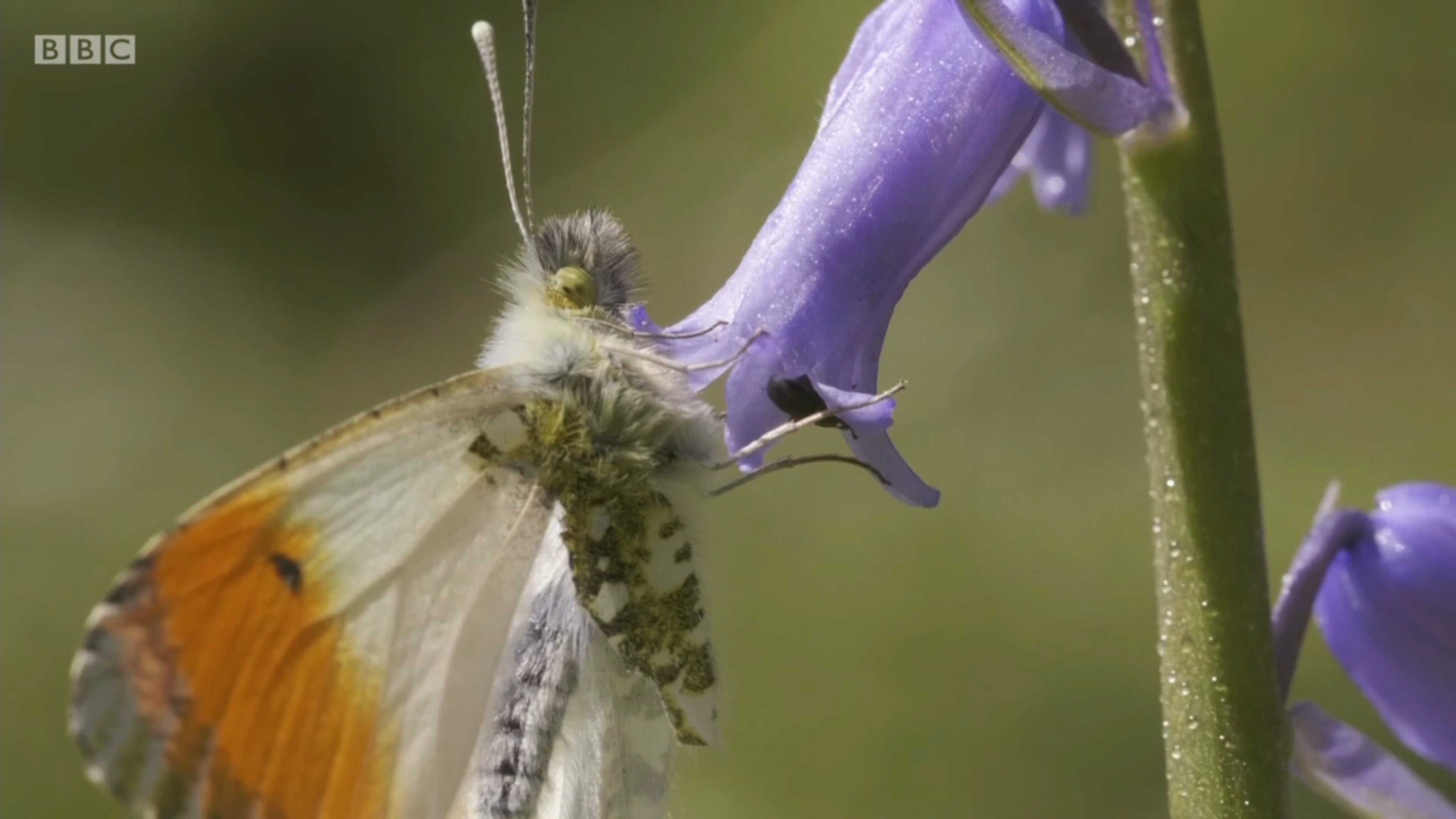 BBC Springwatch 2019 - Signs of Spring