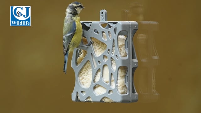 CJ Wildlife SingingFriend Window Feeder Anna