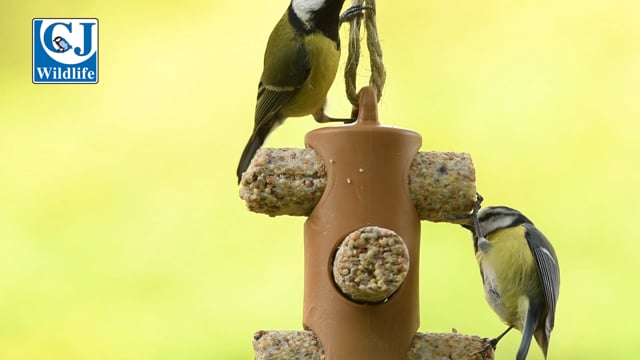 CJ Wildlife Suet Logs with Seeds